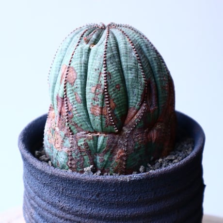 ユーフォルビア  オベサ   Euphorbia obesa   no.20308