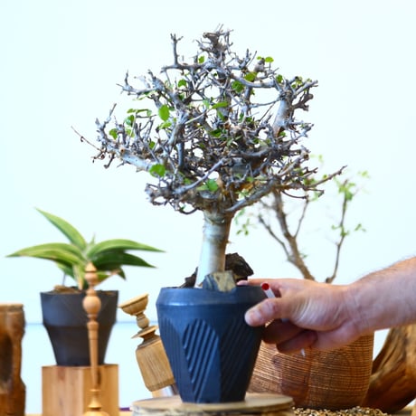 Commiphora wightii ×  N/OH   no.92437