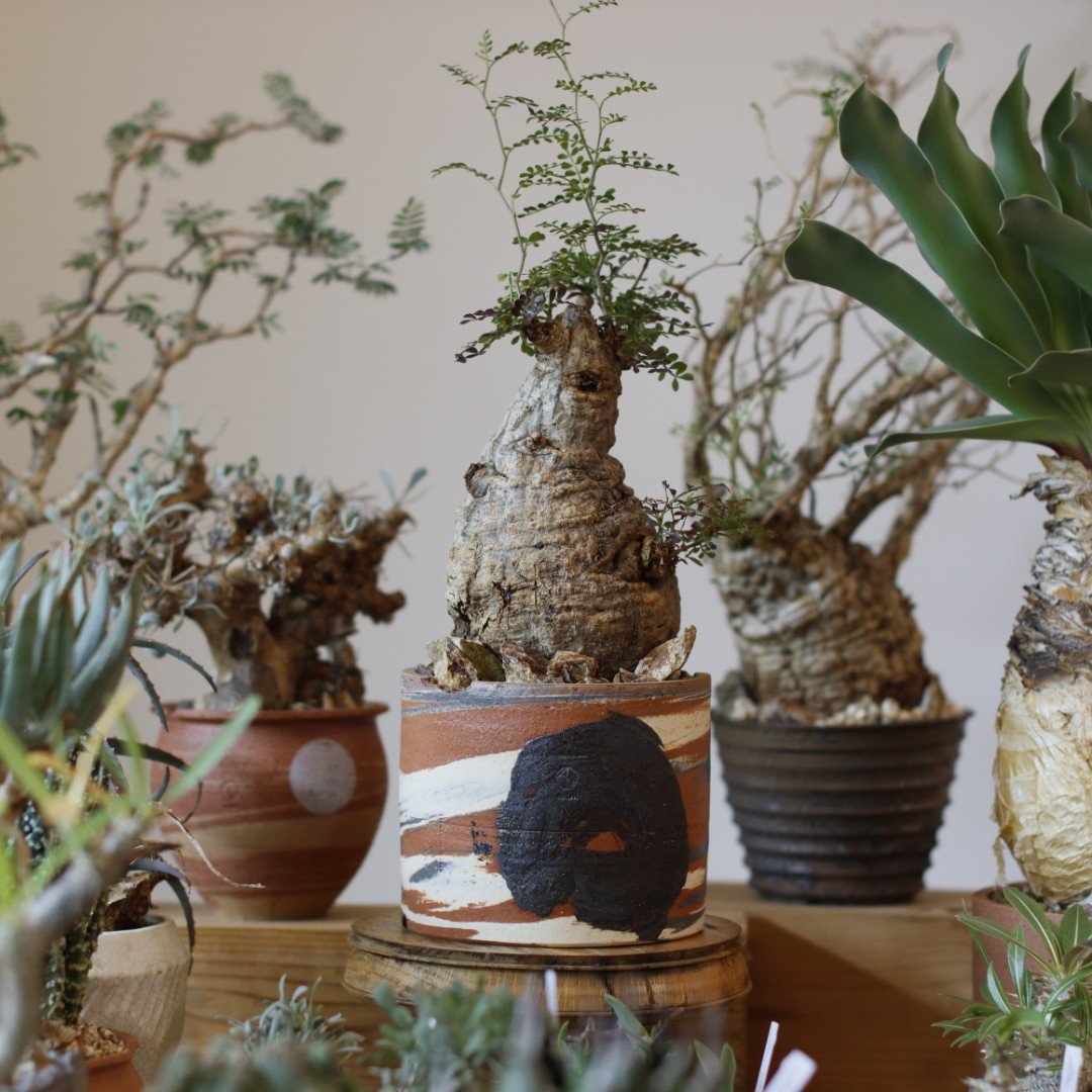 Operculicarya pachypus × N/OH (4.5号) no.104/2