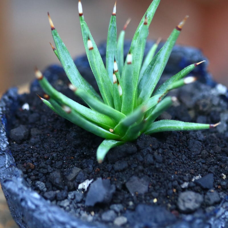 アガベ アルボピロサ／Agave Albopilosa no.80737 | 芽の巣山