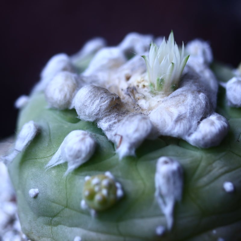 ロフォフォラ ディフューサ 翠冠玉 Lophophora diffusa no.426