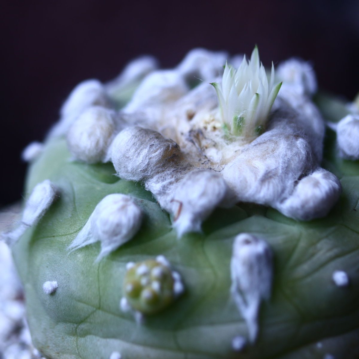 ロフォフォラ ディフューサ 翠冠玉 Lophophora diffusa no.426 ロフォフォラ ディフューサ 翠冠玉 Lophophora diffusa no.426