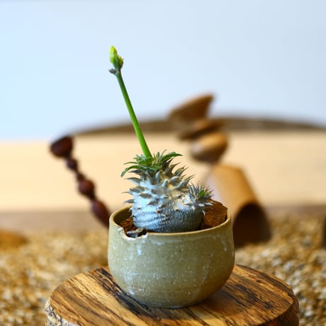パキポディウム  恵比寿大黒 / Pachypodium  Densicaule    no.50745