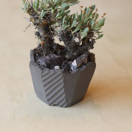 Othonna euphorbioides (黒鬼城) × N/OH   no.112-33