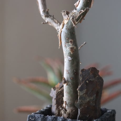 Bursera fagaroides × soso  no.51938