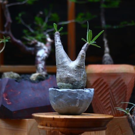 パキポディウム  グラキリス ／Pachypodium  gracilius     no.101031