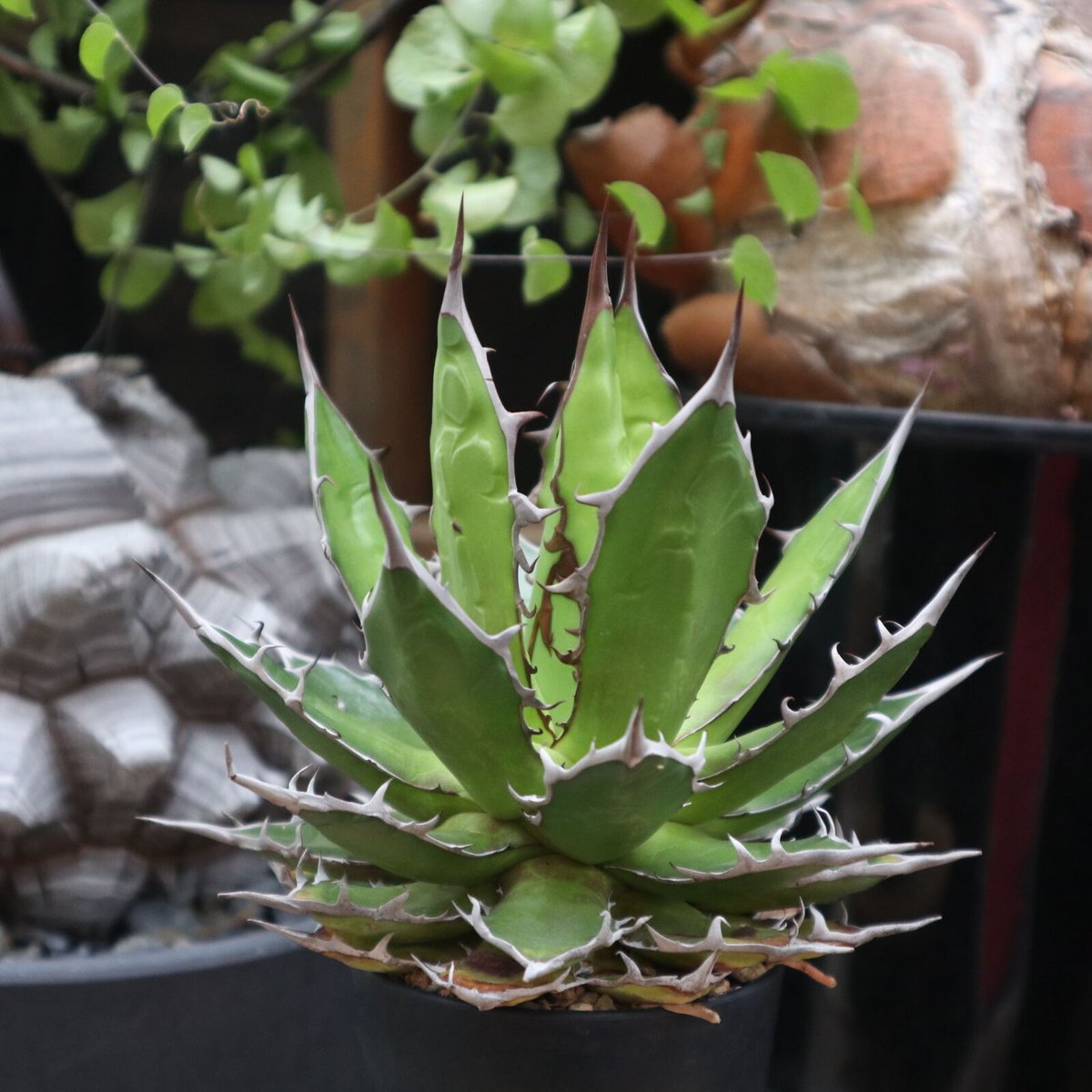 アガベ ホリダ アガベ ホリダ / Agave horrida ssp. horrida #6 | Ducks