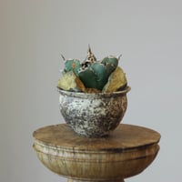 Agave titanota caesar × たけろうポット    no.112-6