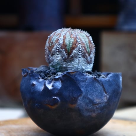 ユーフォルビア  オベサ ／Euphorbia obesa      no.62006