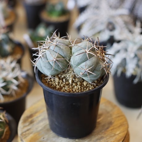 Echinocactus horizonthalonius / 黒刺雷帝 (3.5号)  no.1226/15