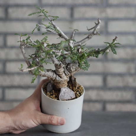Boswellia neglecta × Atsushi Funakoshi (3.5号)  no.629-43