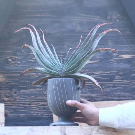 アロエ スプラフォリアータ     Aloe suprafoliata     no.22801