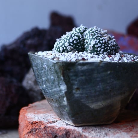 アストロフィツム   スーパー兜　Astrophytum asterias 'Super Kabuto'   no.42685
