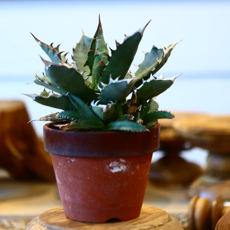 agave titanota No1 × 陶器鉢　no31041