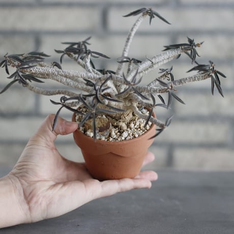 Euphorbia cylindrifolia (シリンドフォリア) / T.W. × YAMABACHI (3号) no.329/28