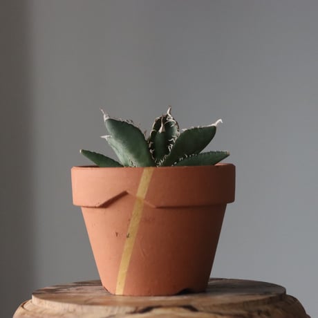 Agave titanota South African Diamond "SAD" × YAMABACHI var. N/OH  no.912-12