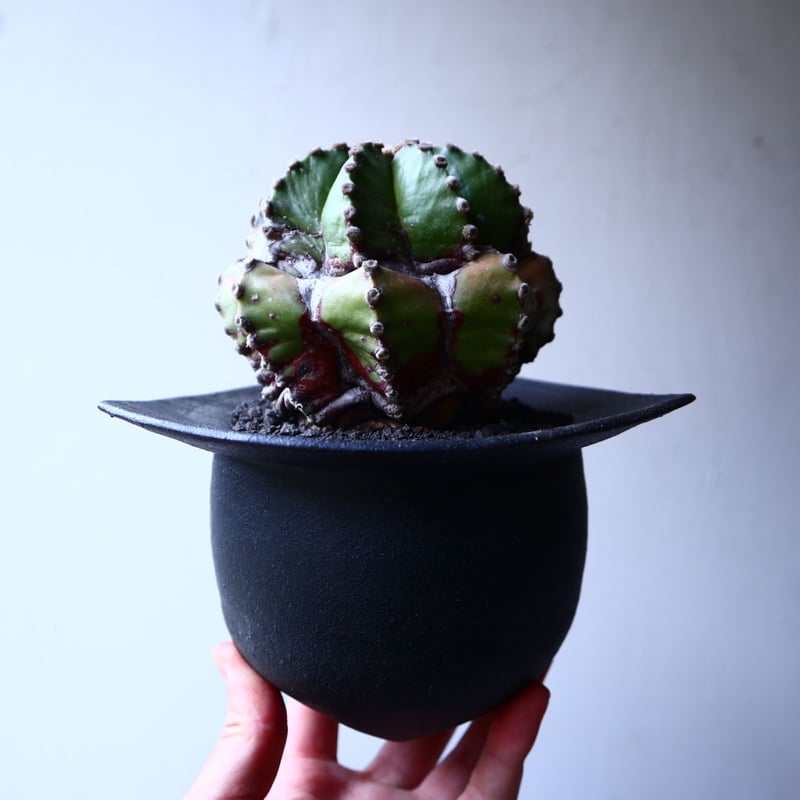 アストロフィツム 瑠璃兜 Astrophytum asterias v. nudum  