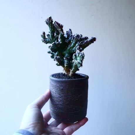 モンビレア 残雪の峰    Monvillea spegazzinii f. crist.   no.20208