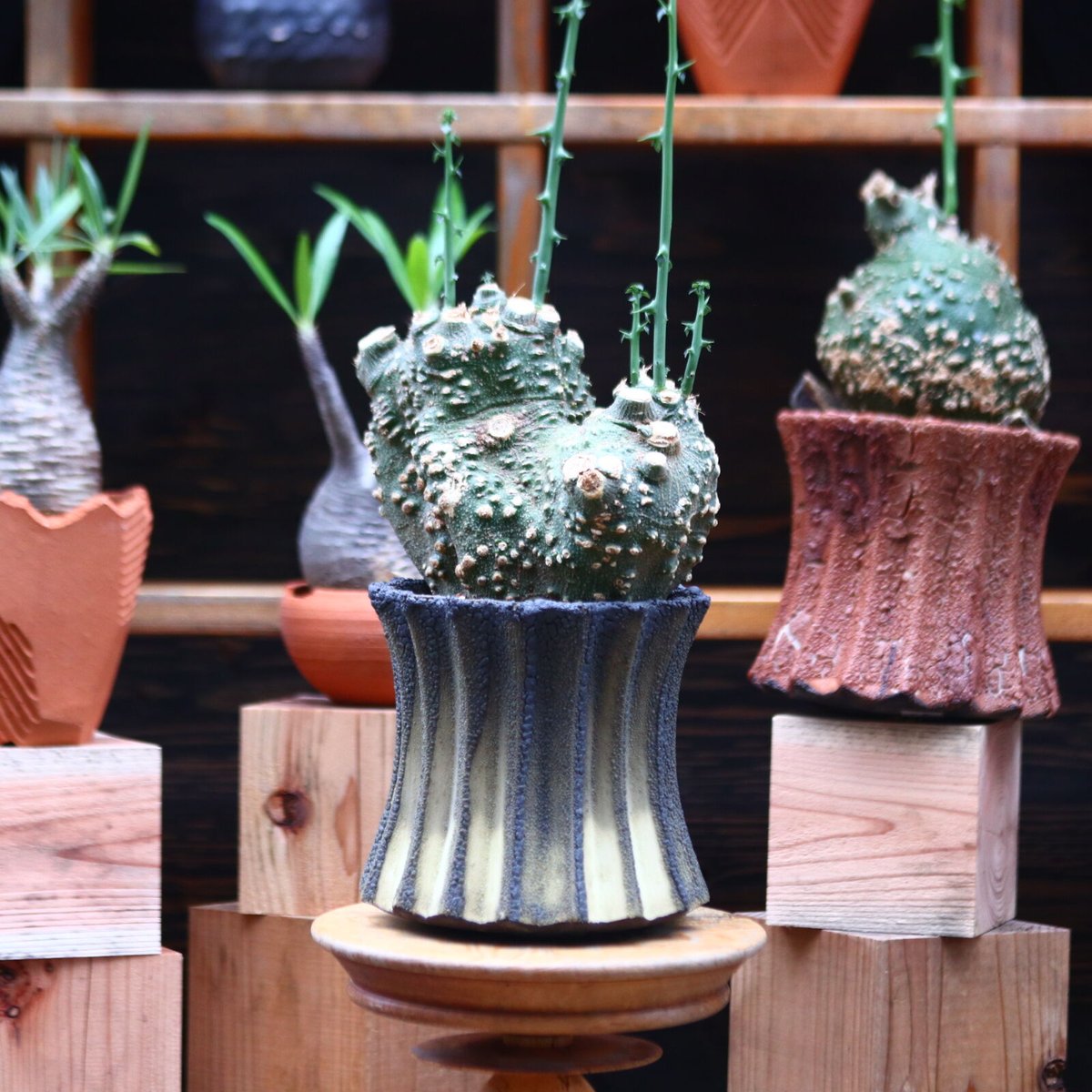 アデニア グロボーサ／Adenia globosa no.72407 | 芽の巣山