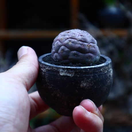 テフロカクタス  ゲオメトリクス ／Tephrocactus geometricus   no51646
