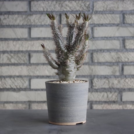 Pachypodium Inopinatum × BIZENBACHI (3.5号)  no.315/2