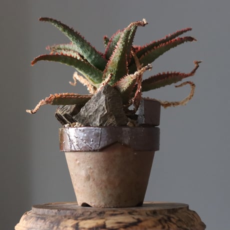 aloe | STORES