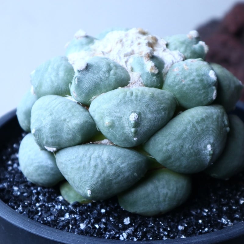 アリオカルプス 青磁牡丹 no.91505 | 芽の巣山