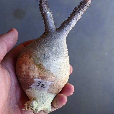 パキポディウム グラキリス 抜苗  Pachypodium rosulatum var. gracilius no.100632