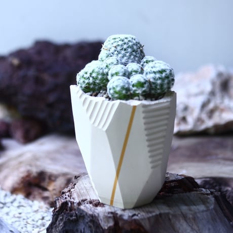 姫春星 Mammillaria humboldtii no.019