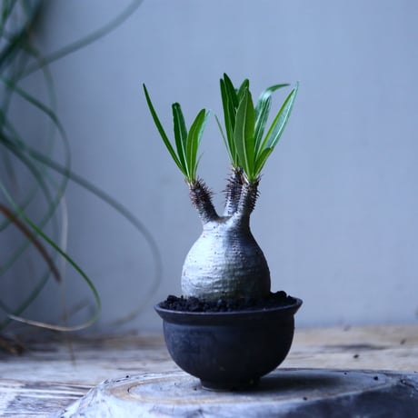 パキポディウム グラキリス   Pachypodium rosulatum var. gracilius no.101812