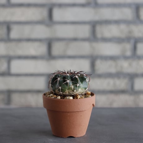 Discocactus gigantea × YAMABACHI (3号鉢)  no.614/20