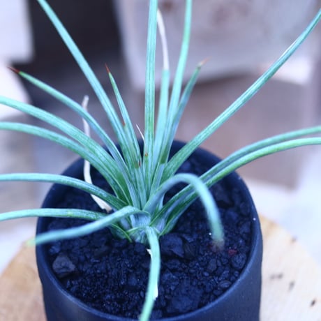 アガベ  ストリクタ  ナナ　Agave stricta 'Nana'　 no.31402