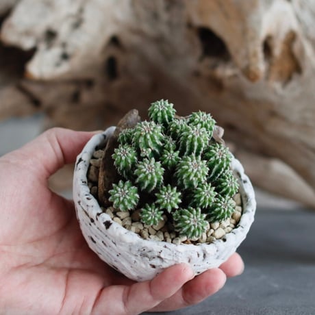 Euphorbia sepultap × 陶器鉢 (3号)  no.629-21