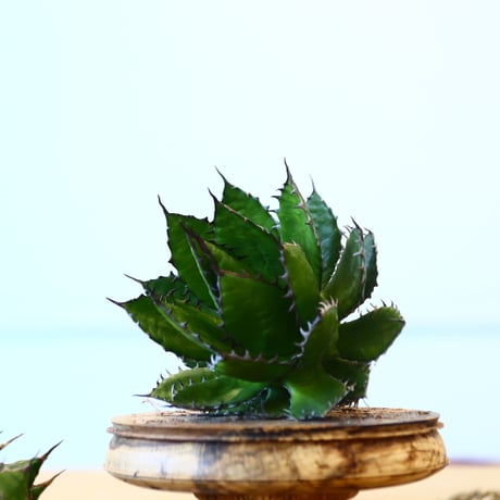 Agave horrida / Style of Chika   no.1015/79