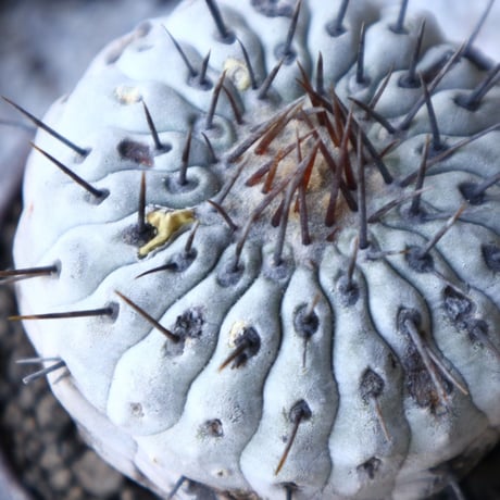 コピアポア 孤竜丸    Copiapoa cinerea var. columna-alba  no.51922