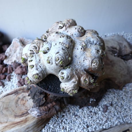 パキポディウム  ブレビカウレ  恵比寿笑い   Pachypodium brevicle   no.51938