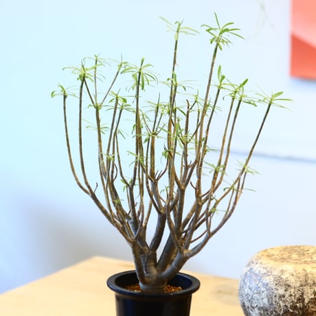Euphorbia balsamifera  no.32474