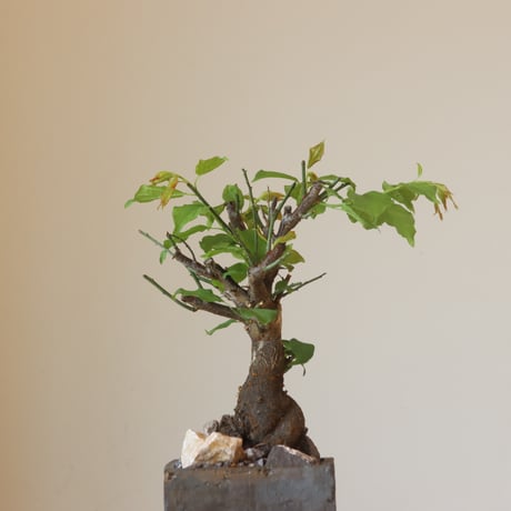 梅 (月驚) × takero pot (4.5号鉢)   no.412-4