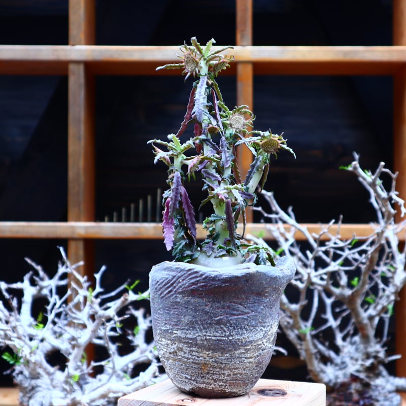 ドルステニア ヒルデブランドティー f. クリスプム／ Dorstenia