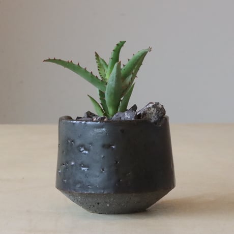 Aloe Castilloniae × N/OH (3号鉢)  no.426-4