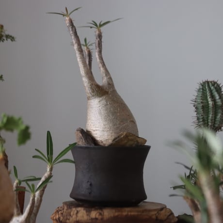 Pachypodium gracilius × Kazuhiro Arima    no.51224