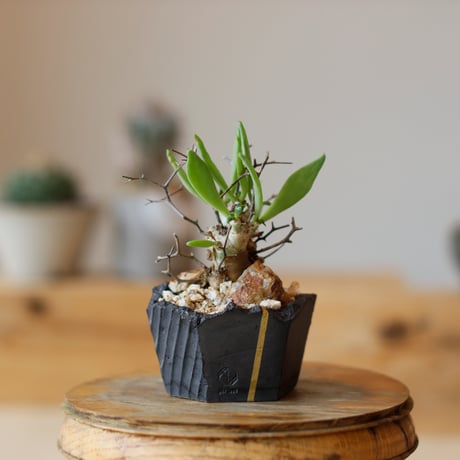 【新品未使用】作家鉢 手作り 植物 観葉 塊根 芽の巣山 カタチ製作所 素里 作家鉢 手作り 観葉 多肉 塊根 芽の巣山 カタチ製作所 素里 塊根植物・観葉