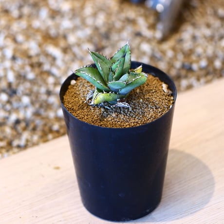 アガベ チタノタ フィリグリー / Agave titanota "Filigree crested   no. 50715
