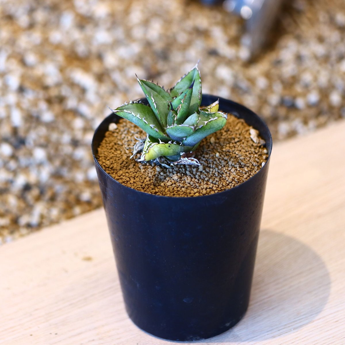 アガベ チタノタ フィリグリー / Agave titanota アガベ チタノタ フィリグリー / Agave titanota