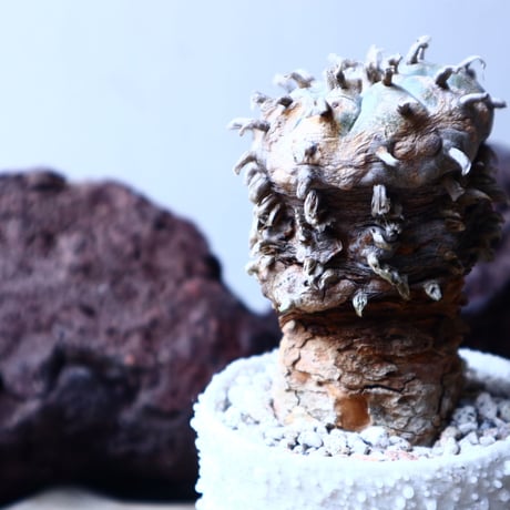 ロフォフォラ 烏羽玉      Lophophora williamsii　 no.22306