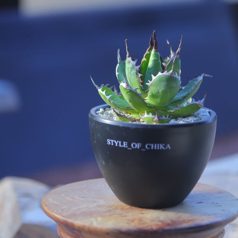 アガベ ホリダ Agave horrida no.20737-1 | 芽の巣山