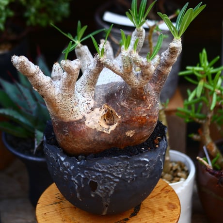 イノピナツム 20粒 isla del pescado - Pachypodium rosulatum var. inopinatum