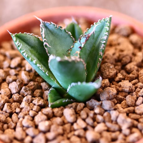 【9/9入荷未発根未活着ベアルート植込み】 Agave titanota "Filigree crested   no.91769