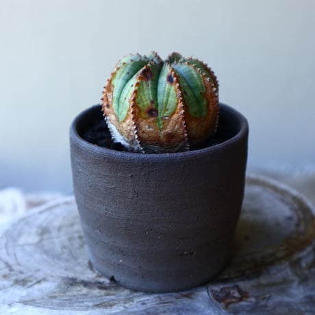 ユーフォルビア  バリダ  hyb   Euphorbia valida  hyb   no.60205