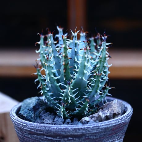 アロエ エリナケア／Aloe melanacantha ssp. var. erinacea  no.13091